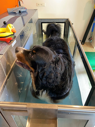 Berner Sennenhond krijgt in aquatrainer van hydrotherapeut
