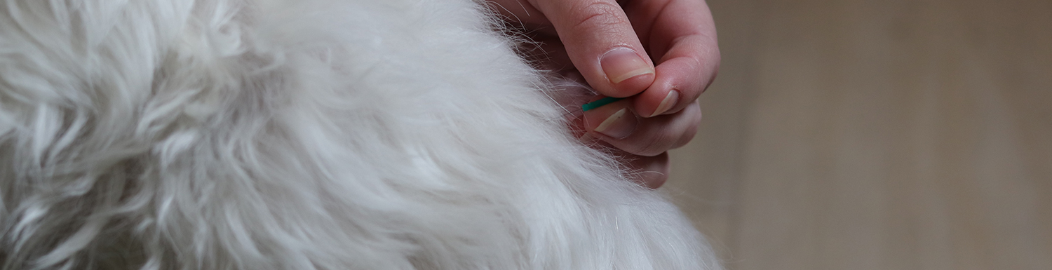 Dry Needling bij honden wordt gecombineerd met andere manuele technieken, oefentherapie en advies.