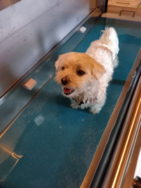 Maltezer krijgt hydrotherapie in de aquatrainer bij hondenfysiotherapeut Caressa