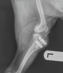 Rontgenfoto na TTA knie-operatie bij een hond
